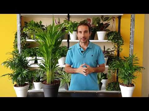 Soluciones para Problemas con el Casero en Arucas