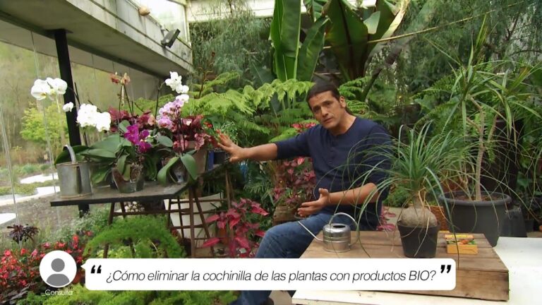 Gu&iacute;a para Comprar Productos de Limpieza Ecol&oacute;gicos en Las Palmas de Gran Canaria