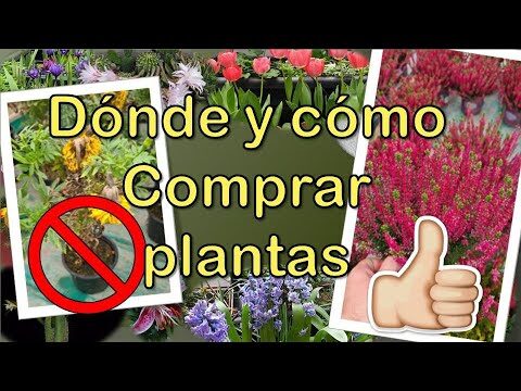 Guía para Encontrar Tiendas de Jardinería en Guía