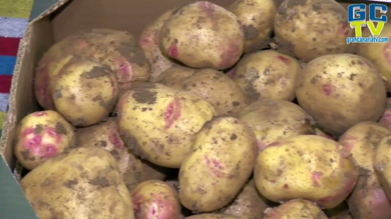 Gu&iacute;a para Comprar Frutas y Verduras Frescas en Santa Br&iacute;gida